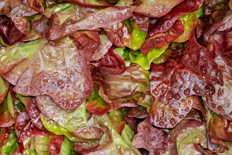 Mediterranean Fusion Salad